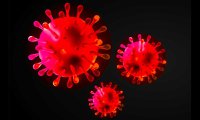 Coronavirus-800x480.jpg