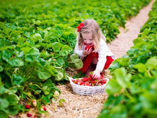 girl in strawberry field.jpg