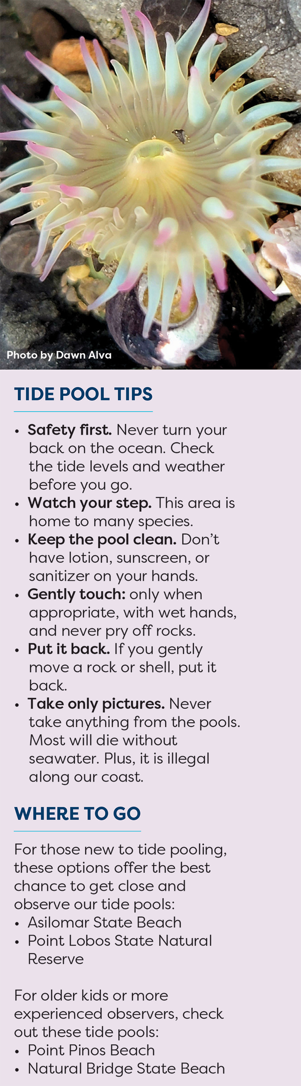 tide pool tips.png