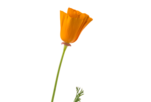poppies.png